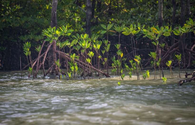 Ko Lanta: Mangrove Kayaking with Lunch and Hotel Transfer - What the wildlife sightings can be like