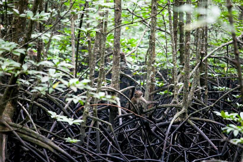 Ko Lanta: Mangrove Kayaking with Lunch and Hotel Transfer - Is $27 good value for Ko Lanta?