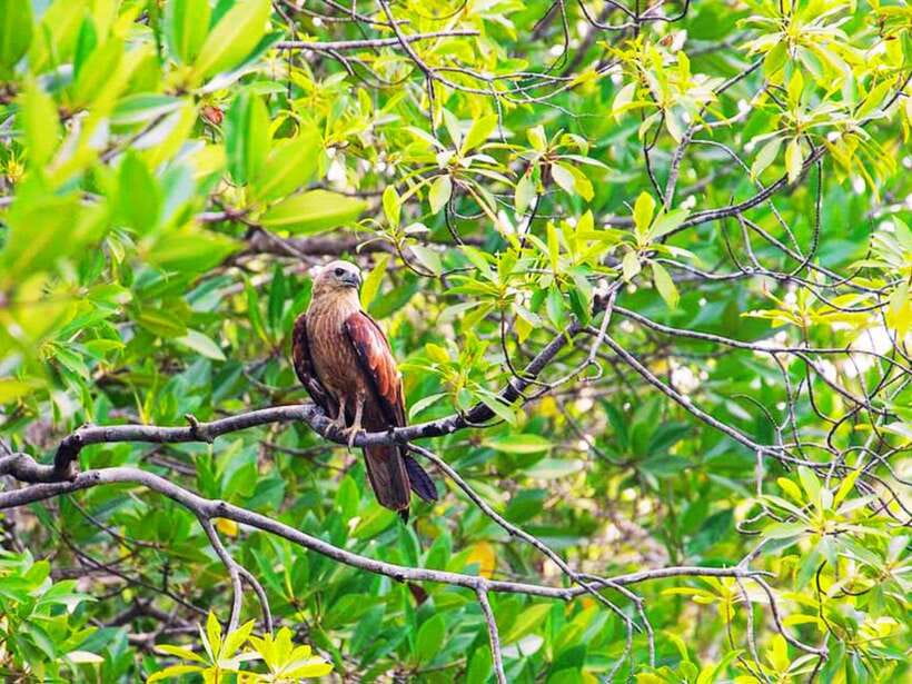 Ko Lanta: Mangrove Kayaking with Lunch and Hotel Transfer - Who will enjoy this trip most