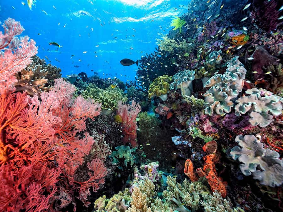 Ko Samui: Angthong Marine Park Snorkel & Kayak Tour/ w Lunch - Ko Wua Ta Lap: lunch, beach time, and choice