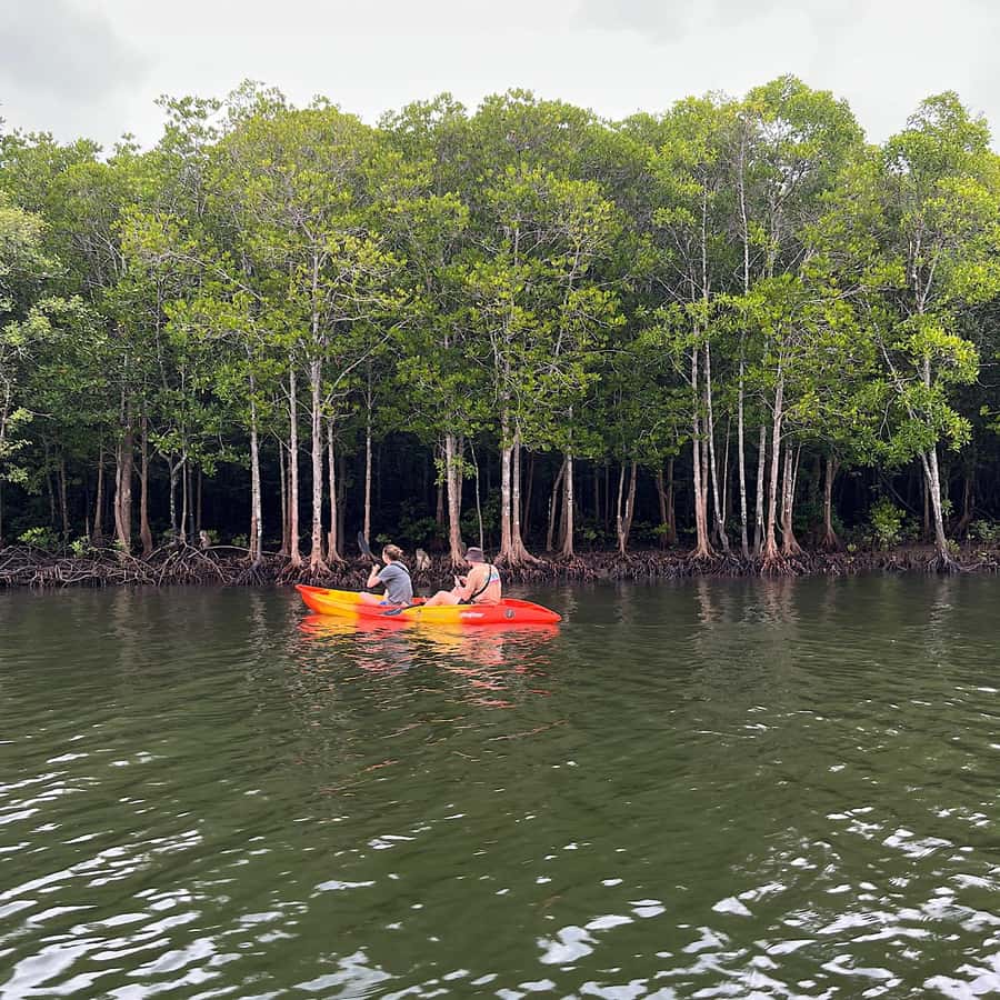 Koh Lanta: Amazon Mangrove Kayaking Tour With Lunch - Paddling through a shaded forest environment