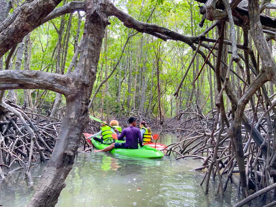 Koh Yao Yai: Klong Hia Mangrove Kayaking - Key points to know before booking