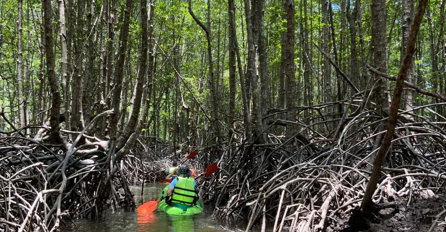 Koh Yao Yai: Klong Hia Mangrove Kayaking - Animals in the roots, mud, and treetops