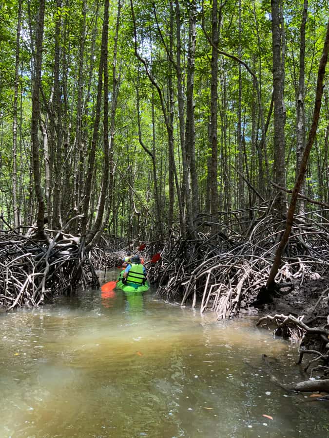 Koh Yao Yai: Klong Hia Mangrove Kayaking - Pickup around Koh Yao Yai