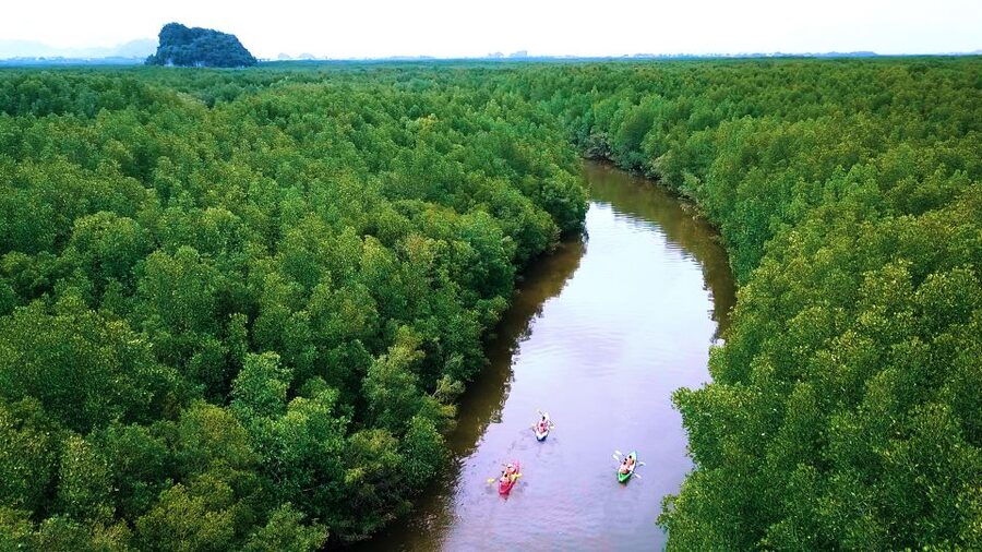Krabi: Kayak in Mangrove Forest with Meal Aonang - Who will enjoy this most
