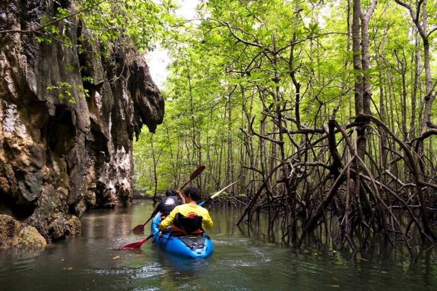 Krabi: Private Sea Kayaking in Ao Thalane and Hong Island - What the mangrove paddle is like