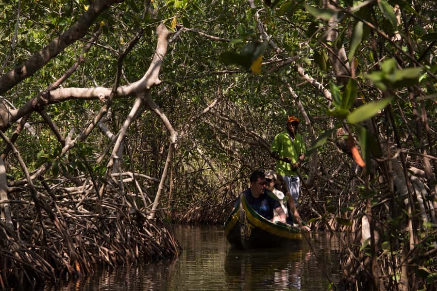 La Boquilla: 3-Hour Canoe Tour through the Mangroves - Paddling into the mangrove tunnels
