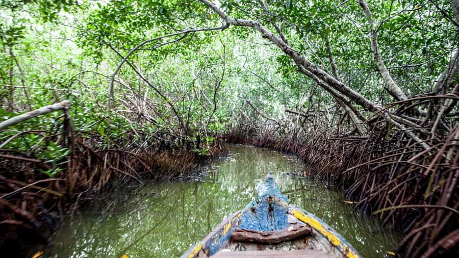La Boquilla: 3-Hour Canoe Tour through the Mangroves - Watching for herons, egrets, fish, and crabs