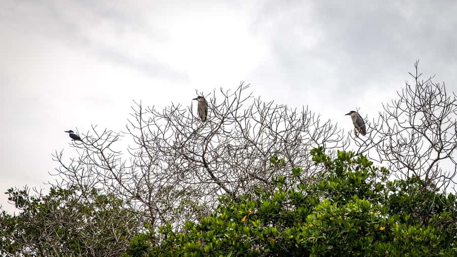 La Boquilla: 3-Hour Canoe Tour through the Mangroves - Hearing La Boquilla’s Afro-Colombian story