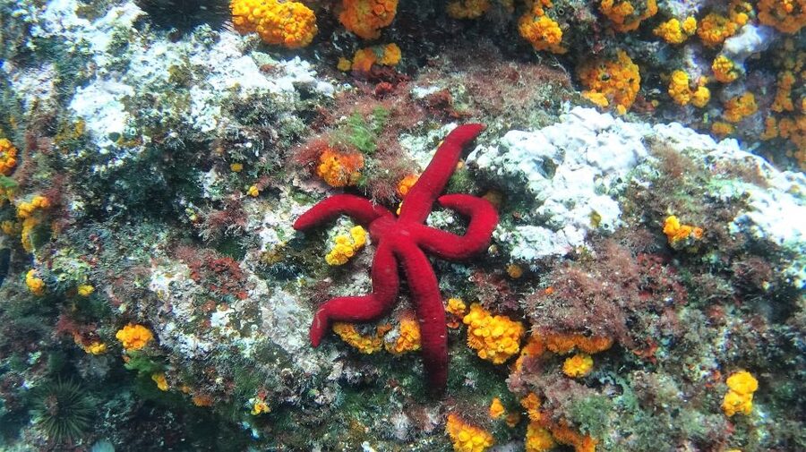 La Herradura: Cerro Gordo Natural Park Kayak & Snorkel Tour - Starting from La Herradura’s horseshoe bay