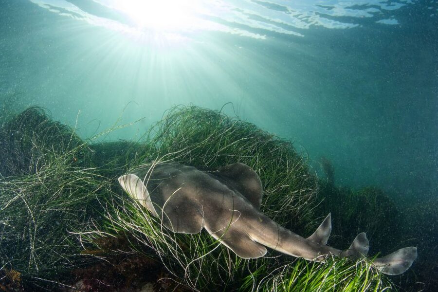 La Jolla: 2.5-Hour Kayak and Snorkel Tour - Why this La Jolla tour works so well