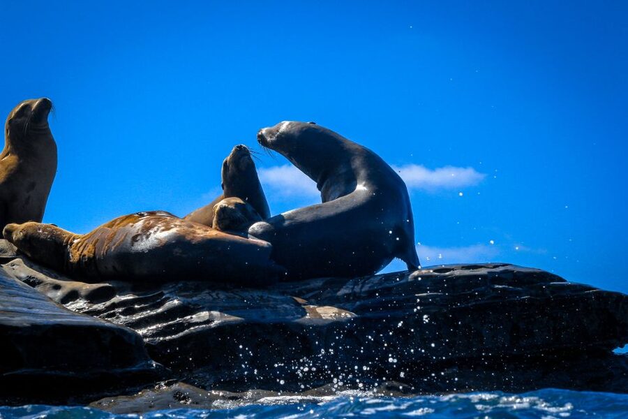 La Jolla: 2-Hour Kayak Tour of the 7 Caves - Is $80 Per Group a Good Value?