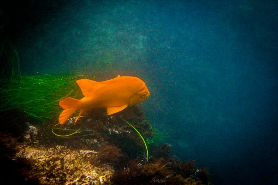 La Jolla: 2-Hour Kayak Tour of the 7 Caves - Practical Tips Before You Go