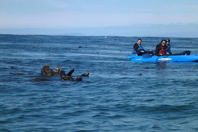 La Jolla Sea Caves Kayak Tour For Two (Tandem Kayak) - Why La Jolla Shores makes a good launch point