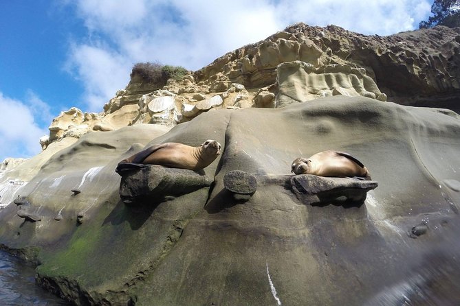 La Jolla Sea Caves Kayak Tour For Two (Tandem Kayak) - Along the kelp beds and La Jolla Ecological Reserve