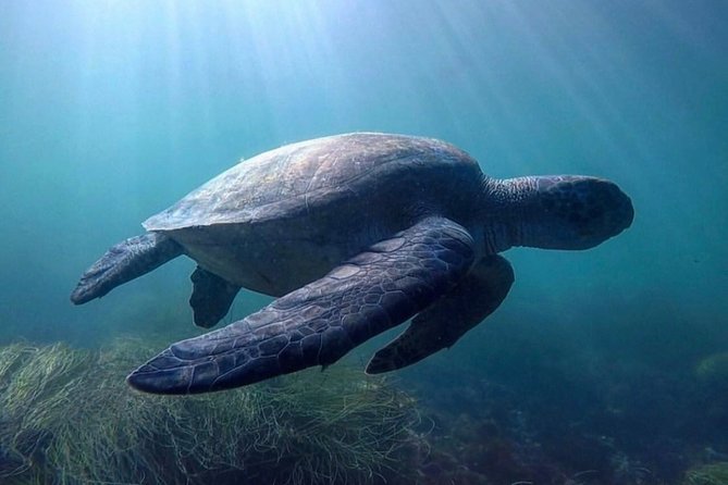 La Jolla Sea Caves Kayak Tour For Two (Tandem Kayak) - Practical tips that make the morning easier