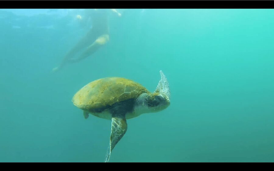La Jolla: Sunset Kayak Tour of the 7 Caves - Starting at 2158 Avenida De La Playa