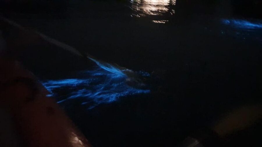 Lan Ha Bay: Sunset & Plankton Bioluminescent Night Kayaking - The blue water at night