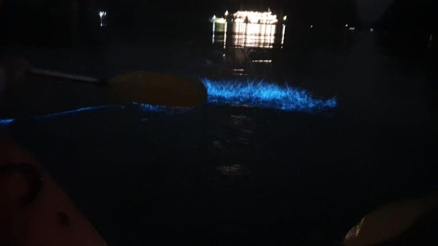 Lan Ha Bay: Sunset & Plankton Bioluminescent Night Kayaking - What the food, guides, and safety add