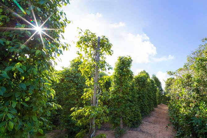 Land Tour 2: Discover the North - Kayaking & Starfish beach Phu Quoc (Not Lunch) - Walking beneath old trees in Phu Quoc National Park