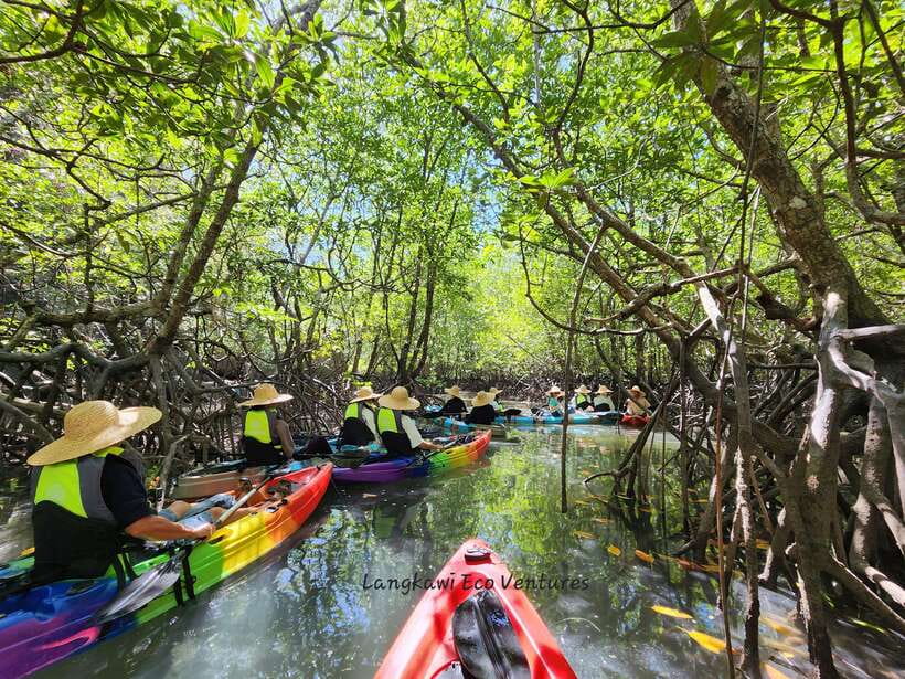 Langkawi : Kilim Mangrove Boat & Fun Kayak Tour with Lunch - Key points to know before you go