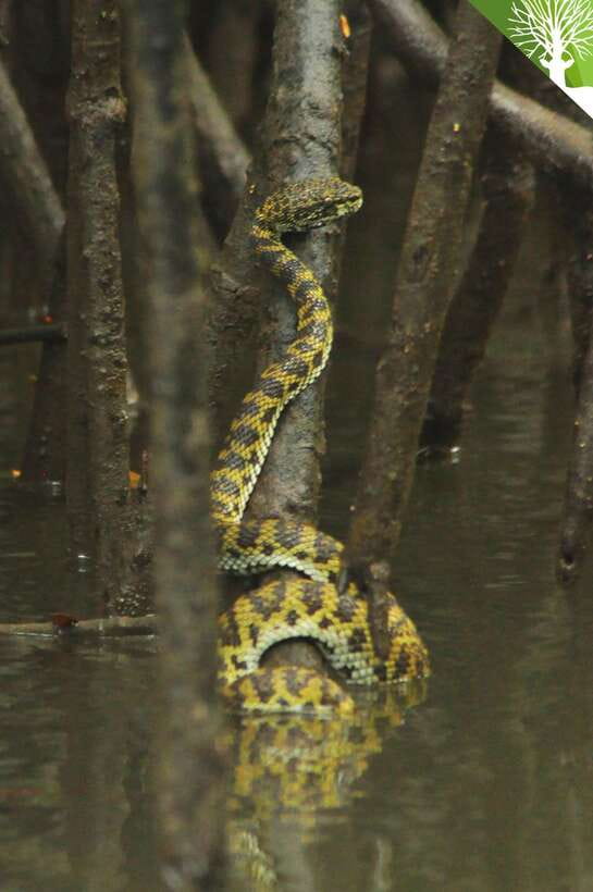 Langkawi: Kilim River Mangrove Safari Kayaking Tour - The tidal route changes your day