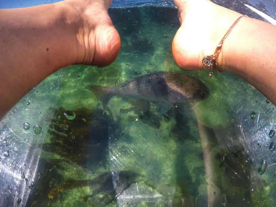 Leigh: Goat Island Clear Kayak Rental - What you may see below the clear hull