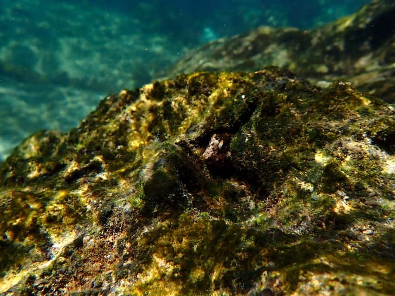 Lisbon: Kayaking & Snorkeling Tour with photos included - Sea caves, rock formations, and weather limits