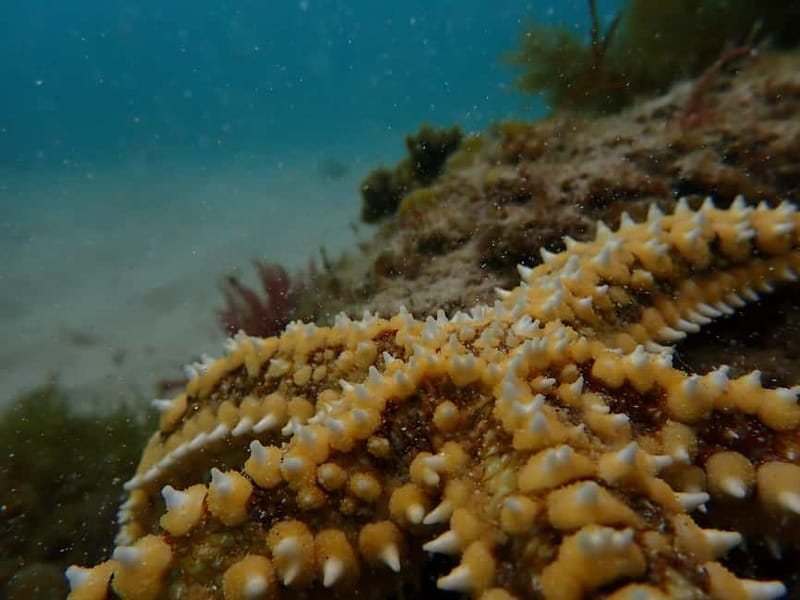 Lisbon: Kayaking & Snorkeling Tour with photos included - Who should book this kayaking tour?
