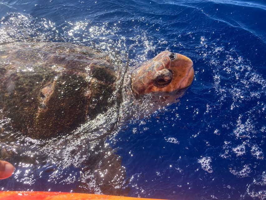 Los Cristianos: Kayak & Snorkel Tour with turtles and photos included - Photos, videos, and the return to Los Cristianos
