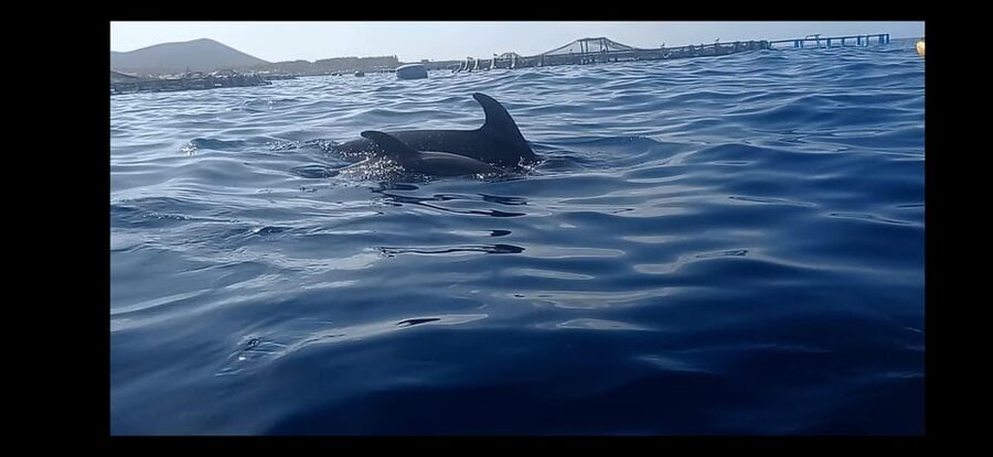 Los Cristianos: Kayak & Snorkel Tour with turtles and photos included - The first paddle along Tenerife’s south coast