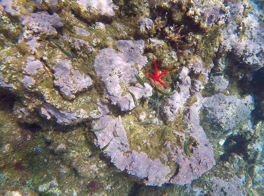 Madeira: Garajau Nature Reserve Kayak and Snorkel Tour - What happens in poor weather