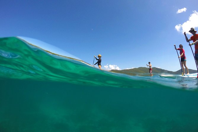Magic Mangrove Paddle in Beef Island Lagoon - The first ten minutes on a kayak or paddleboard