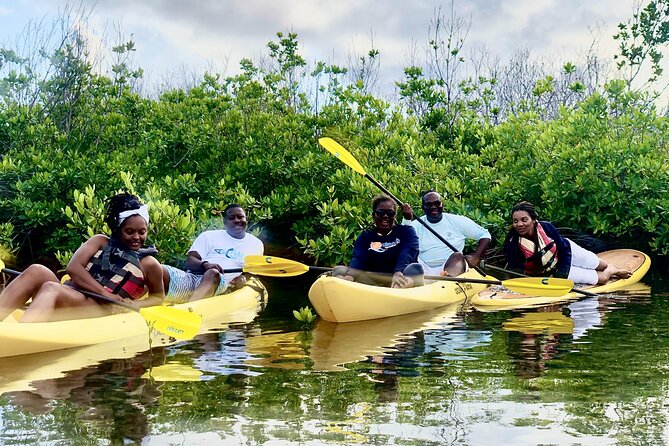 Magic Mangrove Paddle in Beef Island Lagoon - The baby mangroves and unusual sea life