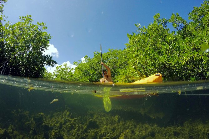 Magic Mangrove Paddle in Beef Island Lagoon - Protected water and the first wildlife sightings