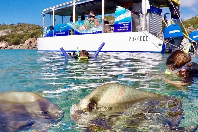 Magnetic Island Discovery Tour with Snorkeling & Paddle Boarding - Why This Five-Hour Tour Works So Well