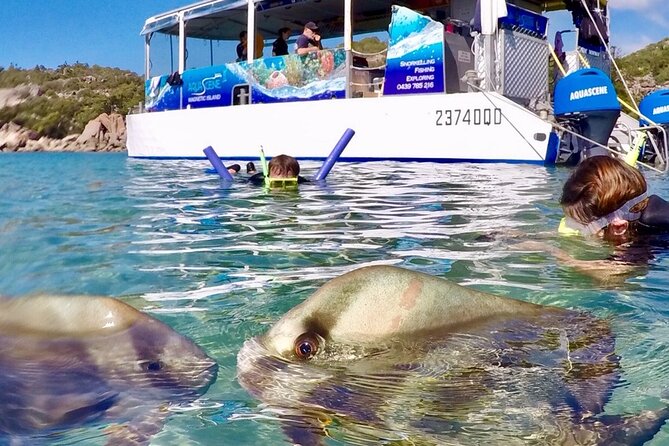 Magnetic Island Discovery Tour with Snorkeling & Paddle Boarding - Paddle Boards, Pontoon Time, and Gentle Adventure