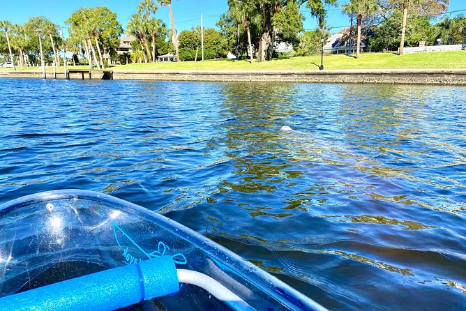 Manatee Season Clear Kayak Tour of Tarpon Springs - The guides shape the experience