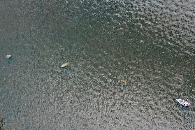 Manatee Season Clear Kayak Tour of Tarpon Springs - Who should book this tour?