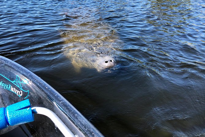 Manatee Season Clear Kayak Tour of Tarpon Springs - Should you book the Tarpon Springs manatee kayak tour?
