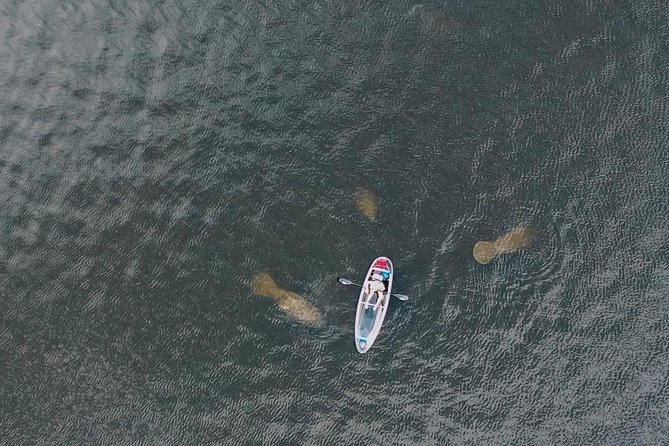 Manatee Season Clear Kayak Tour of Tarpon Springs - Anclote River and the mangrove island