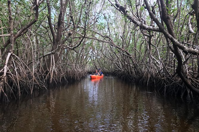 Manatees and Mangrove Tunnels Small Group Kayak Tour - What the $95 price gives you