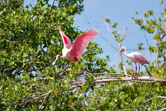 Manatees and Mangrove Tunnels Small Group Kayak Tour - Arrival, timing, and cancellation details