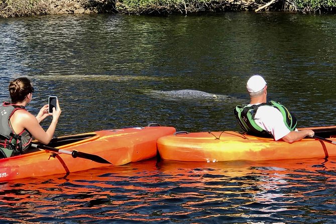 Manatees and Mangrove Tunnels Small Group Kayak Tour - The warm-water canal and the manatee search