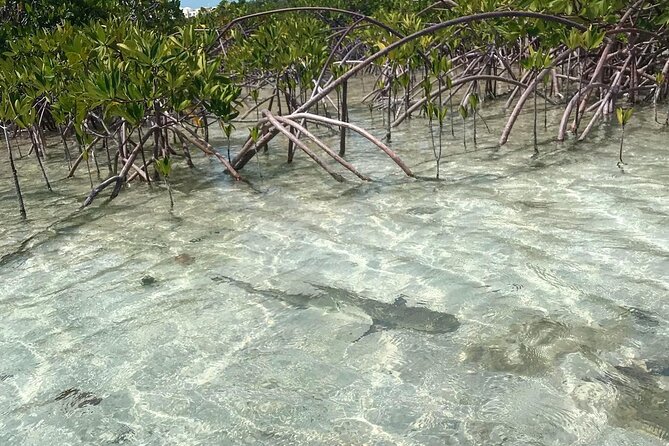 Mangrove Clear Kayak Tour - Why Mangrove Cay is worth your morning