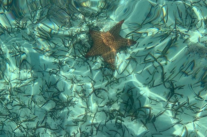 Mangrove Clear Kayak Tour - The 75-minute Mangrove Cay route