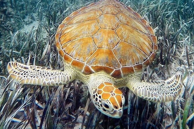 Mangrove Clear Kayak Tour - The biggest issue: mosquitoes and sun