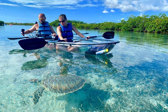 Mangrove & Iguana Clear Kayak Tour - Key points at a glance