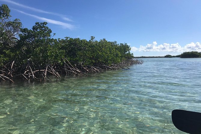 Mangrove & Iguana Clear Kayak Tour - Mangrove Cay: calm water and young marine life