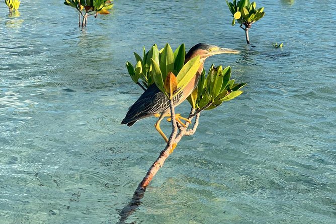 Mangrove & Iguana Clear Kayak Tour - Iguana Island and the walk ashore